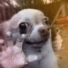 Chihuahua 7