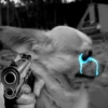Chihuahua 2 9