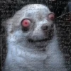 Chihuahua 8
