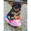 °Perros y gatos    2 11