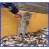 gatos vs gatos 9