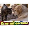 Gato & Perro 1 12
