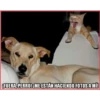 Gato & Perro 1 13