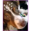Gato & Perro 1 14