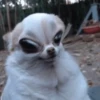 Chihuahua 2 12