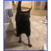 gatos vs gatos 11