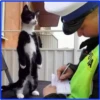 gatos vs gatos 12