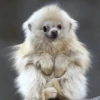 Chihuahua 9