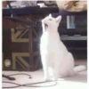 perros y gatos   3 14