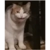 perros y gatos   3 15