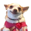 Chihuahua 10