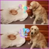 Gato & Perro 1 16