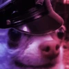 Chihuahua 2 13