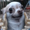 Chihuahua 2 16