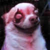 Chihuahua 11