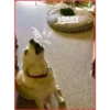 Gato & Perro 1 17