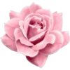 Pink Xmas*̣̥3  ️Clàsica 13