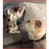 Gato & Perro 1 18