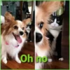 Gato & Perro 1 19