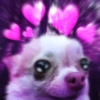 Chihuahua 13