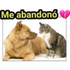 Gato & Perro 1 20