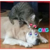 Gato & Perro 1 21
