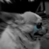 Chihuahua 16