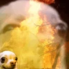 Chihuahua 17
