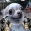 Chihuahua 2 18