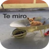 Te miro