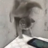 °Perros y gatos   4 20