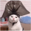 perros y gatos   3 17