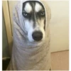 °Perros y gatos    2 20