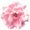 Pink Xmas*̣̥3  ️Clàsica 21