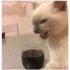 °Perros y gatos    2 21