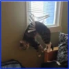 gatos vs gatos 21