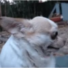Chihuahua 2 22