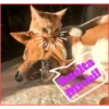 Gato & Perro 1 22