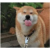 perros y gatos   3 18