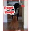 Gato & Perro 1 23