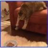 gatos vs gatos 23