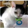 perros y gatos   3 20