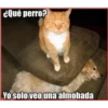 Gato & Perro 1 24