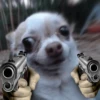 Chihuahua 2 23