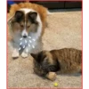 Gato & Perro 1 25