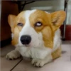 perros y gatos   3 23