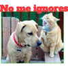 Gato & Perro 1 26