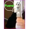 Gato & Perro 1 27