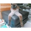 perros y gatos   3 24