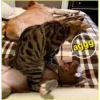Gato & Perro 1 28